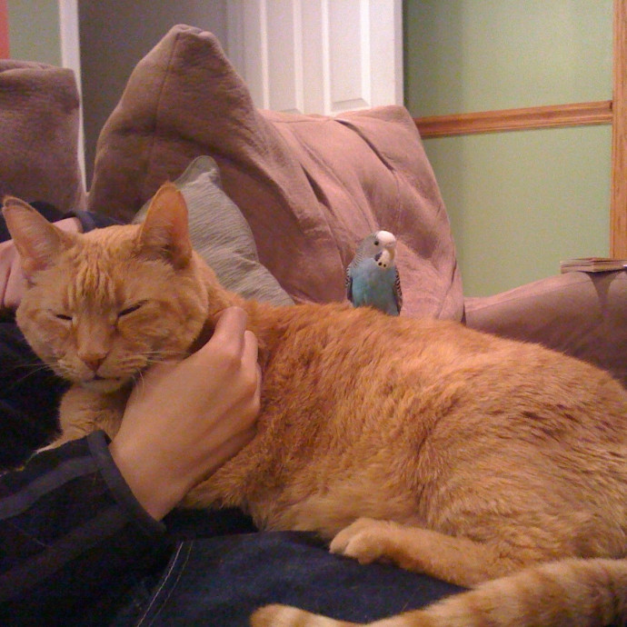 Calm And Caring Kitty Friend photo 3