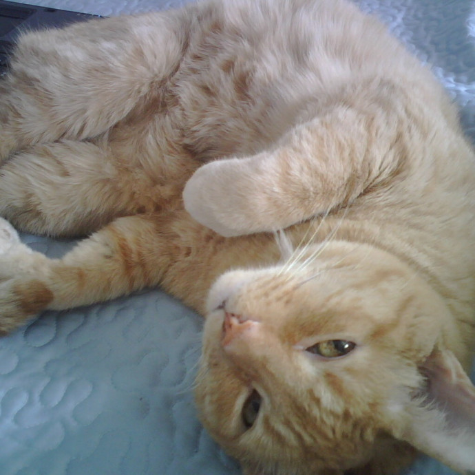 Calm And Caring Kitty Friend photo 2