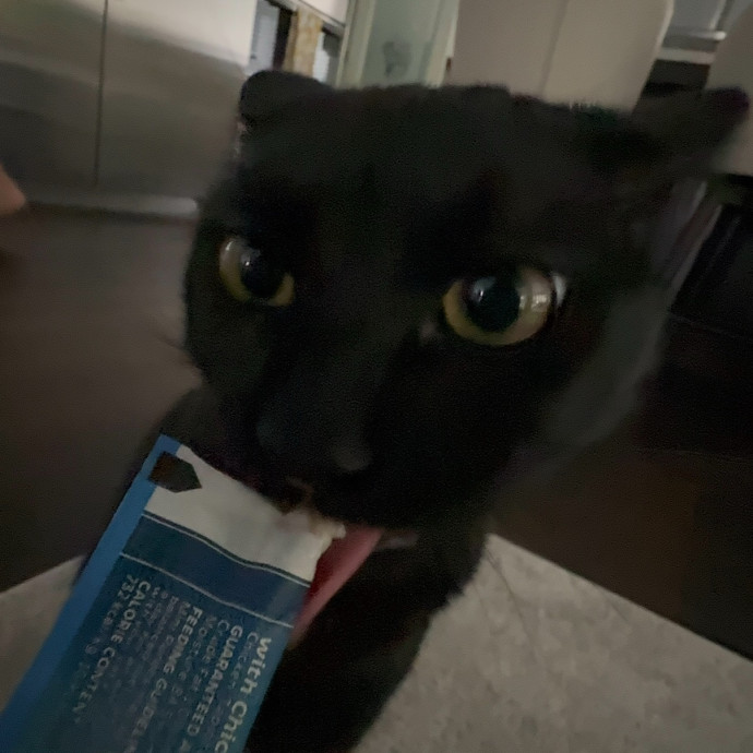 Loving And Reliable Cat Sitter photo 3