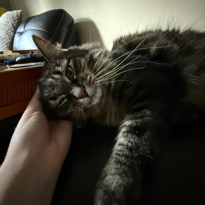 Loving And Reliable Cat Sitter photo 2