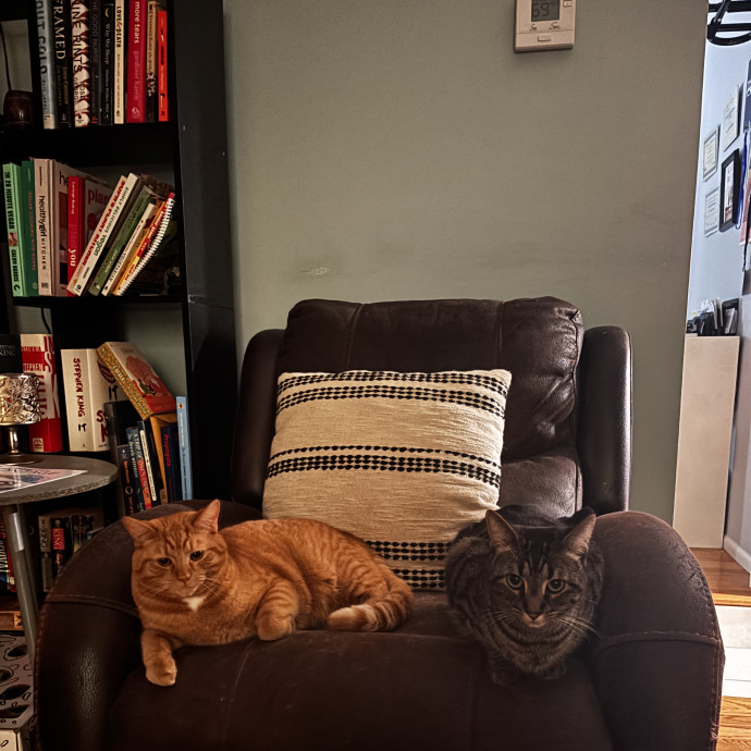 Nocturnal Feline Enthusiast photo 2