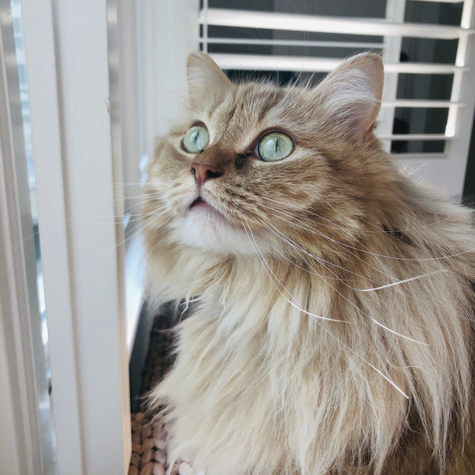 Tamra's Special Care Cat Sitting photo 3