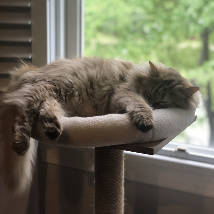 Tamra's Special Care Cat Sitting photo 2