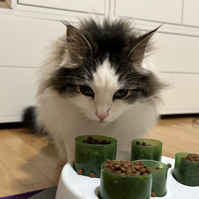 Pet Au Pair