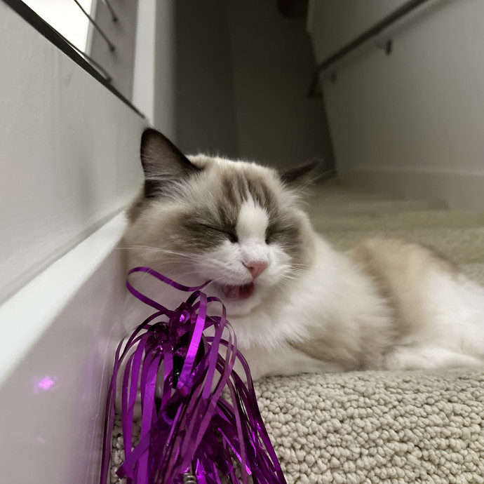 Pet Au Pair