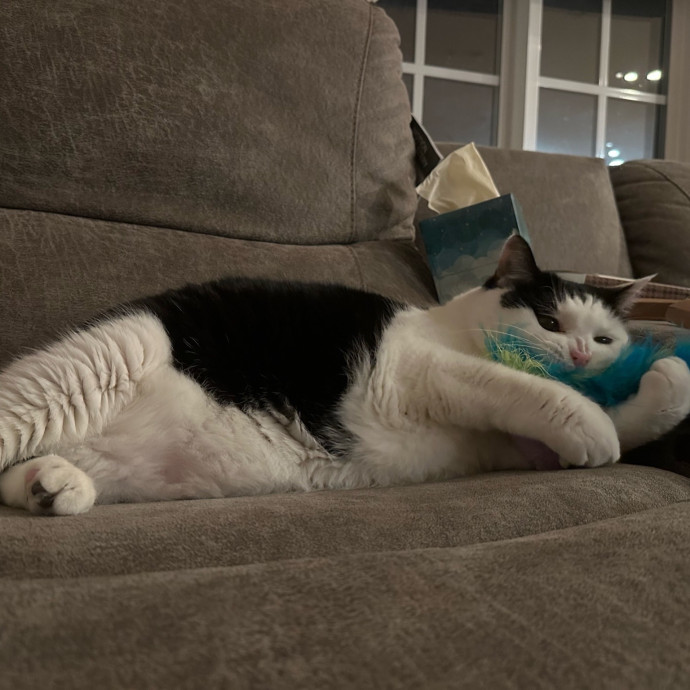 Pet Au Pair photo 3