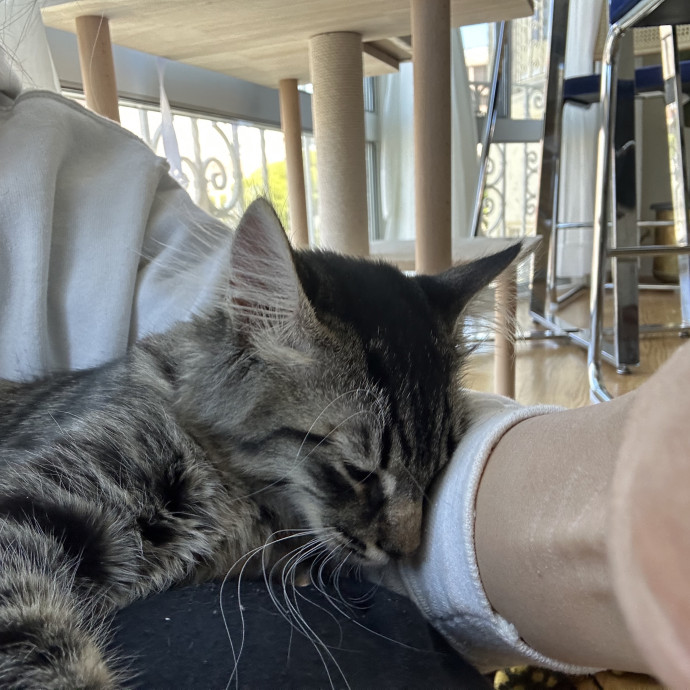 Pet Au Pair photo 2