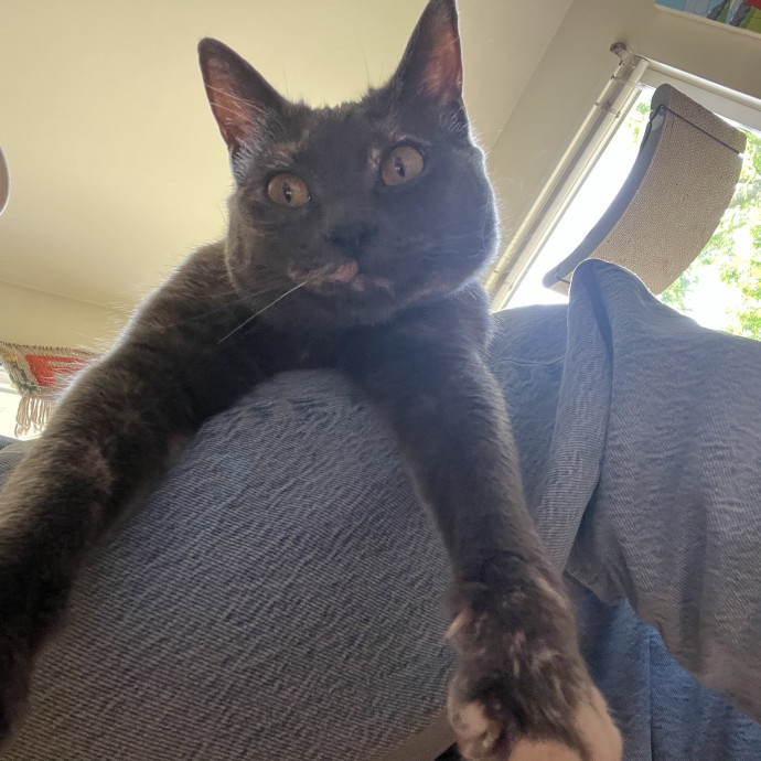 Compassionate  Reliable Cat Lover