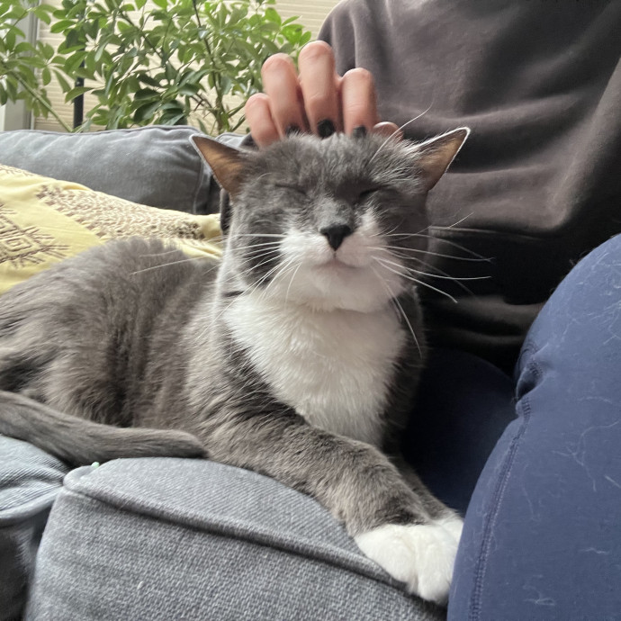 Compassionate  Reliable Cat Lover