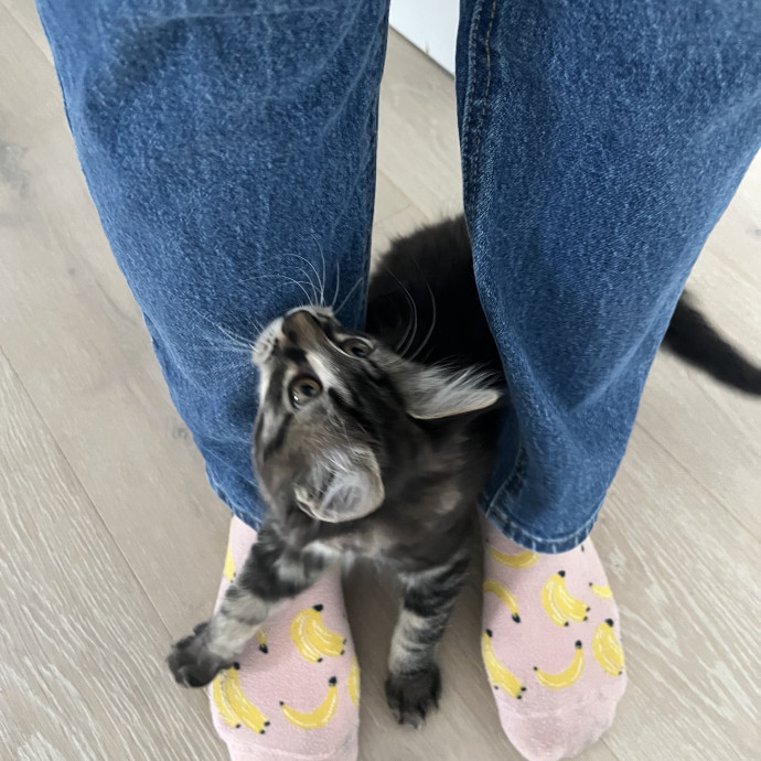 Compassionate  Reliable Cat Lover