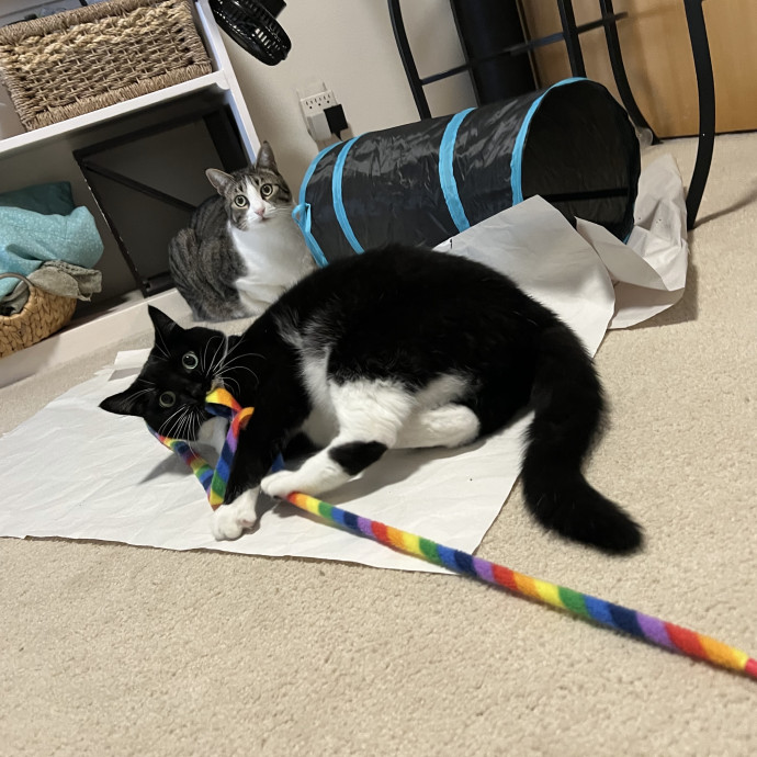 Compassionate  Reliable Cat Lover