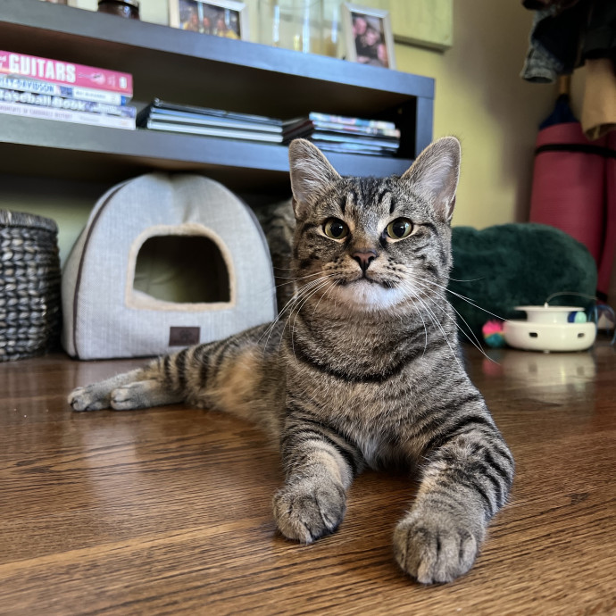 Compassionate  Reliable Cat Lover