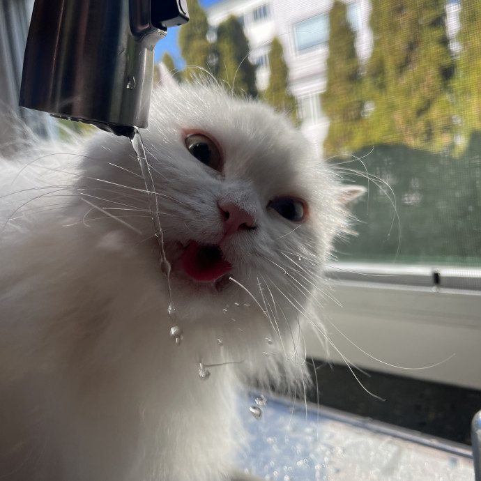 Compassionate  Reliable Cat Lover
