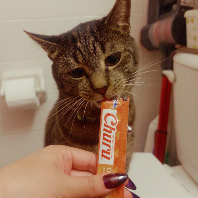 Your Cat's New Bff