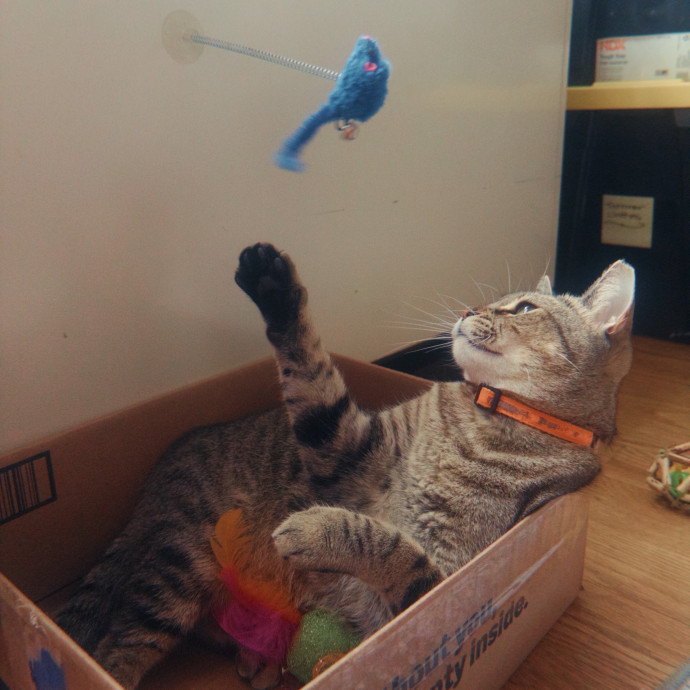Your Cat's New Bff