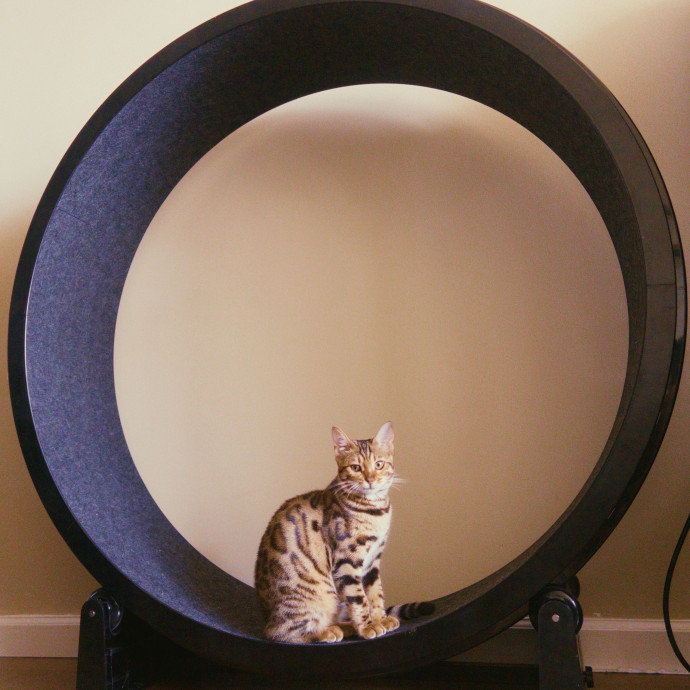 Your Cat's New Bff photo 3