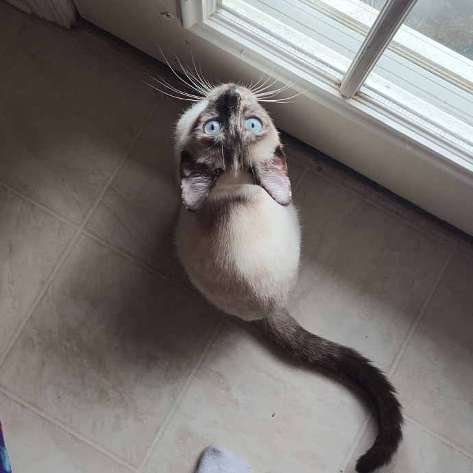 Amelia's Purrfect Cat Sitting