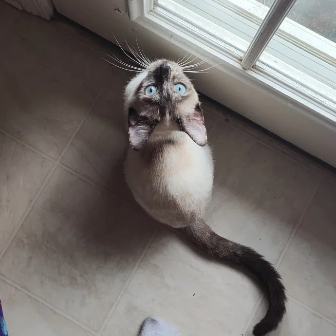 Amelia's Purrfect Cat Sitting