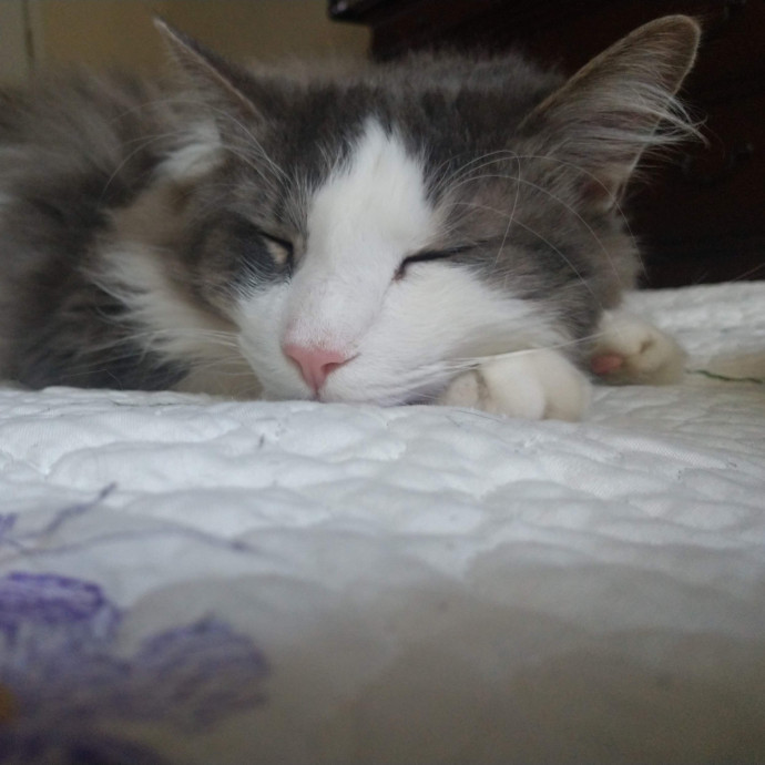 Amelia's Purrfect Cat Sitting