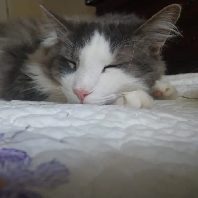 Amelia's Purrfect Cat Sitting