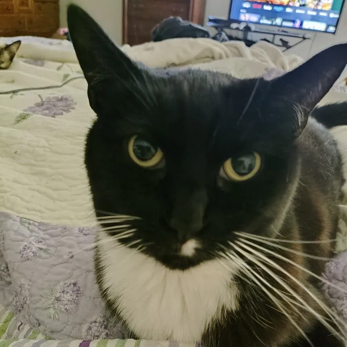 Amelia's Purrfect Cat Sitting