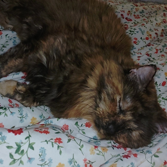 Amelia's Purrfect Cat Sitting