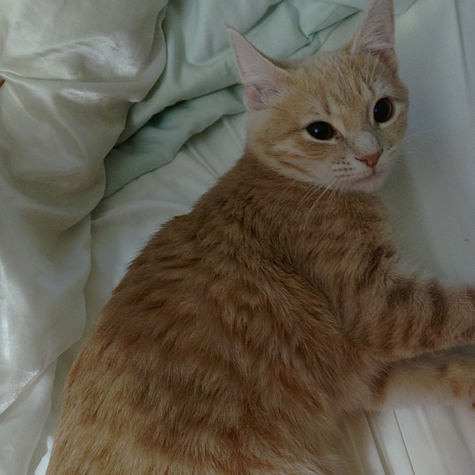 Amelia's Purrfect Cat Sitting