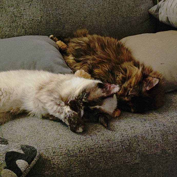 Amelia's Purrfect Cat Sitting photo 3