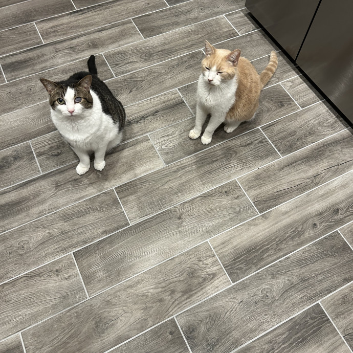 Professional Pet Sitter