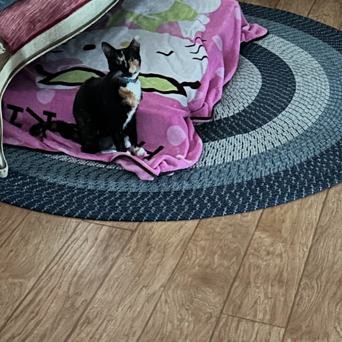 Professional Pet Sitter