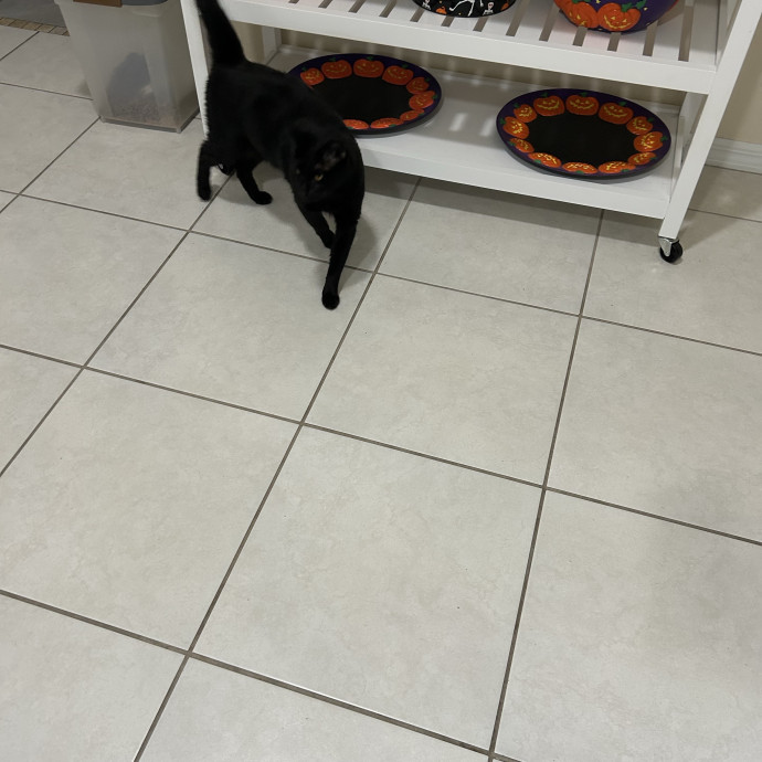 Professional Pet Sitter