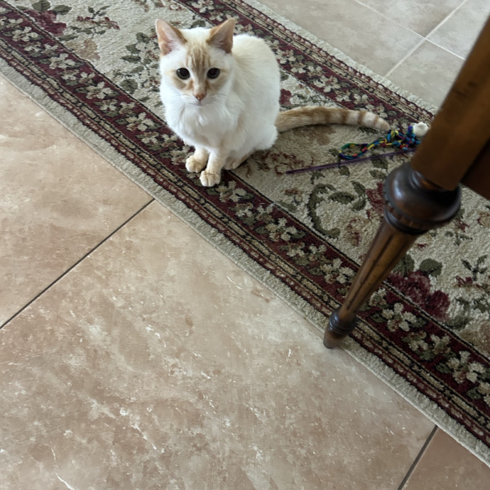 Professional Pet Sitter photo 3