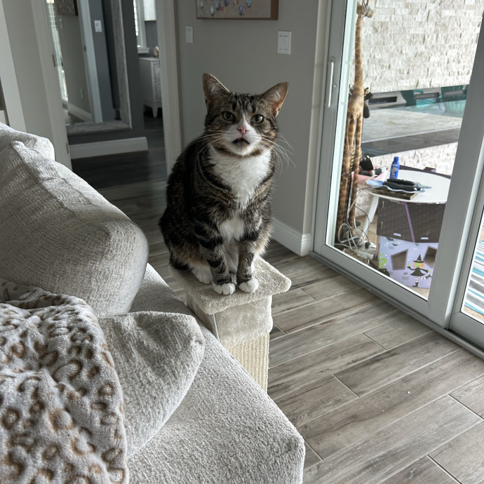 Professional Pet Sitter photo 2