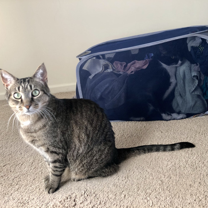 Pawsitively Pampered Cat Sitting