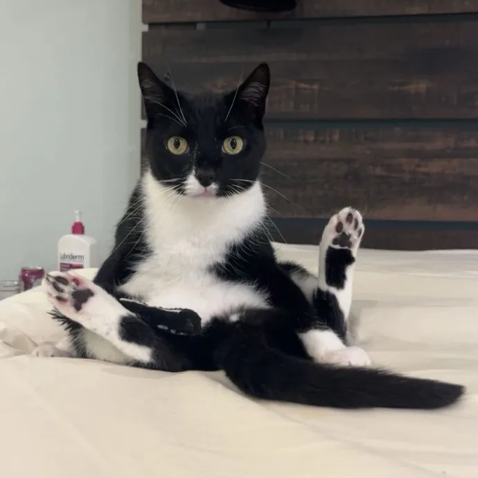 Pawsitively Pampered Cat Sitting