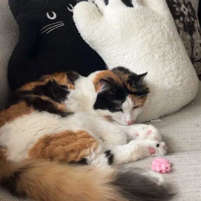 Pawsitively Pampered Cat Sitting