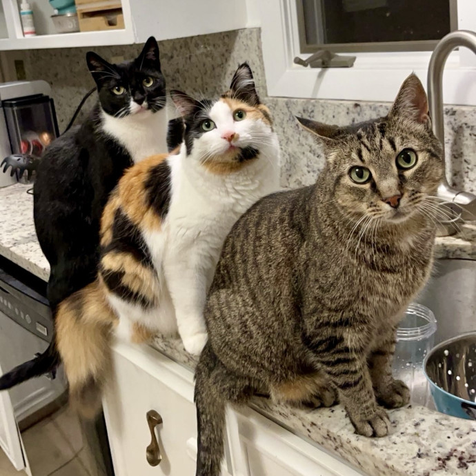 Pawsitively Pampered Cat Sitting