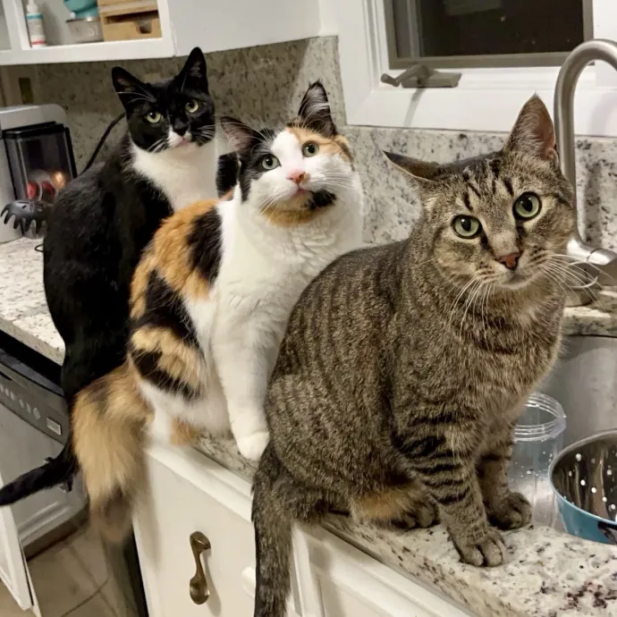 Pawsitively Pampered Cat Sitting