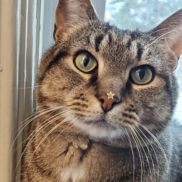 Pawsitively Pampered Cat Sitting