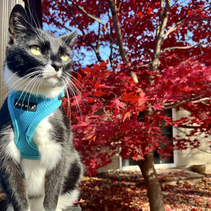 Pawsitively Pampered Cat Sitting