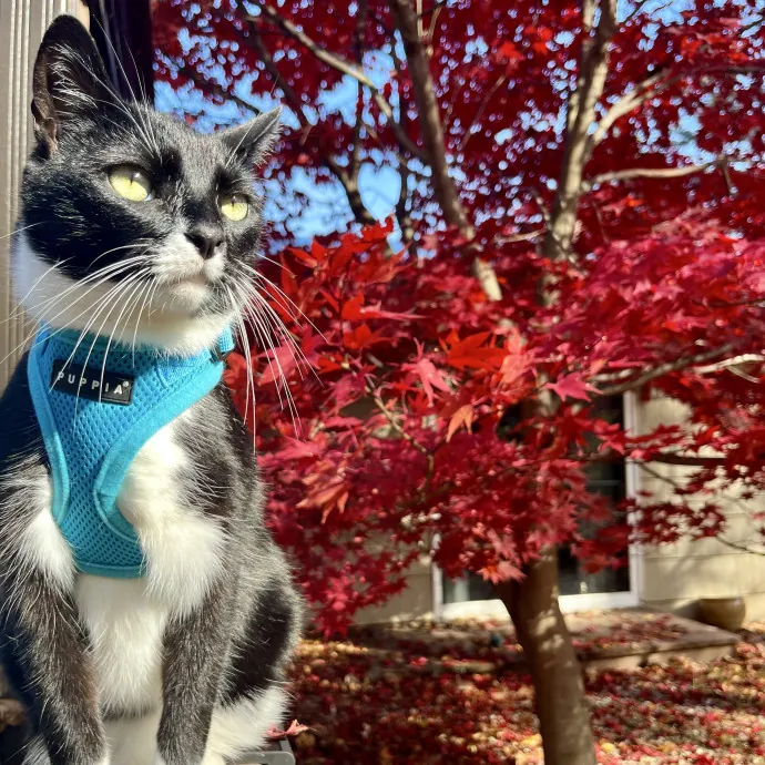 Pawsitively Pampered Cat Sitting photo 4