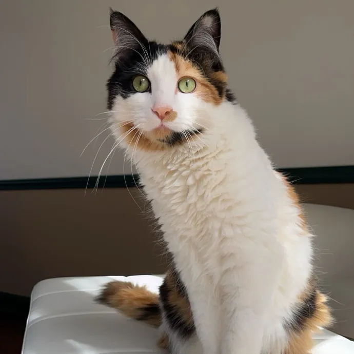 Pawsitively Pampered Cat Sitting photo 3