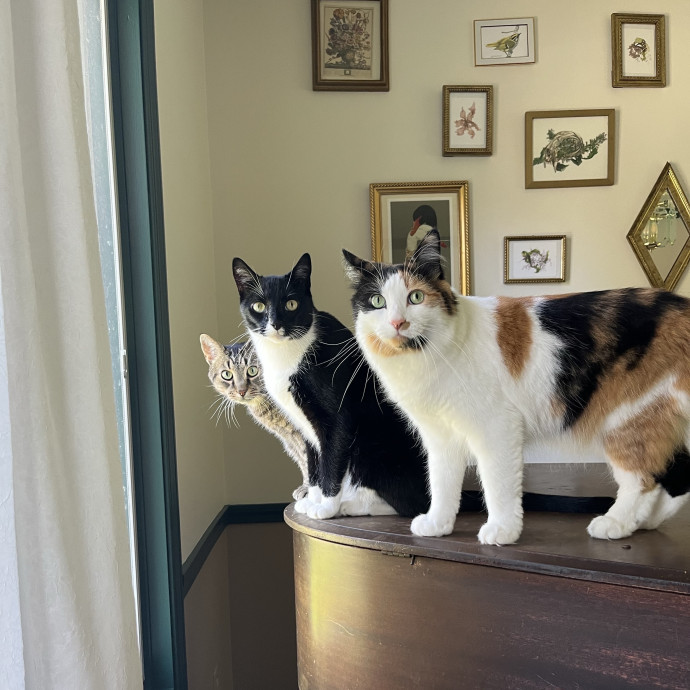 Pawsitively Pampered Cat Sitting photo 2