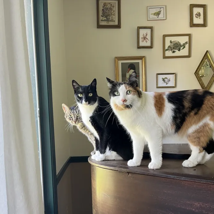 Pawsitively Pampered Cat Sitting photo 2