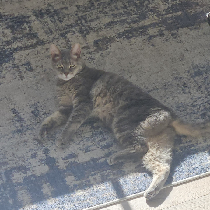 Purrfectly Ready To Cat Sit