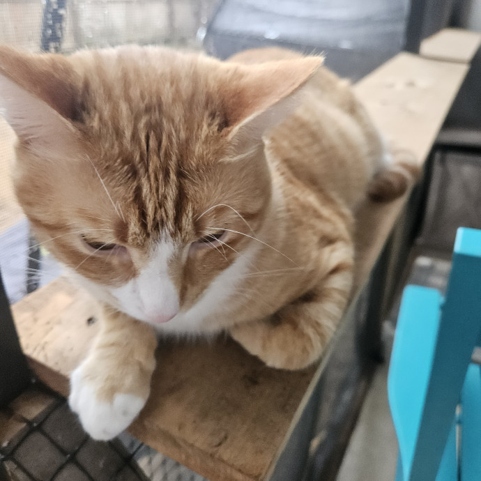 Purrfectly Ready To Cat Sit