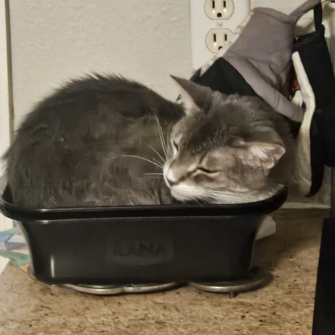 Purrfectly Ready To Cat Sit