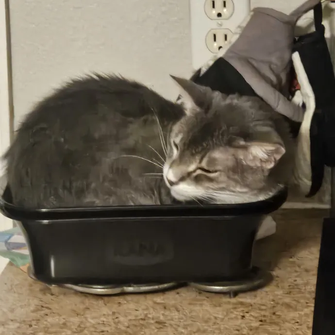 Purrfectly Ready To Cat Sit