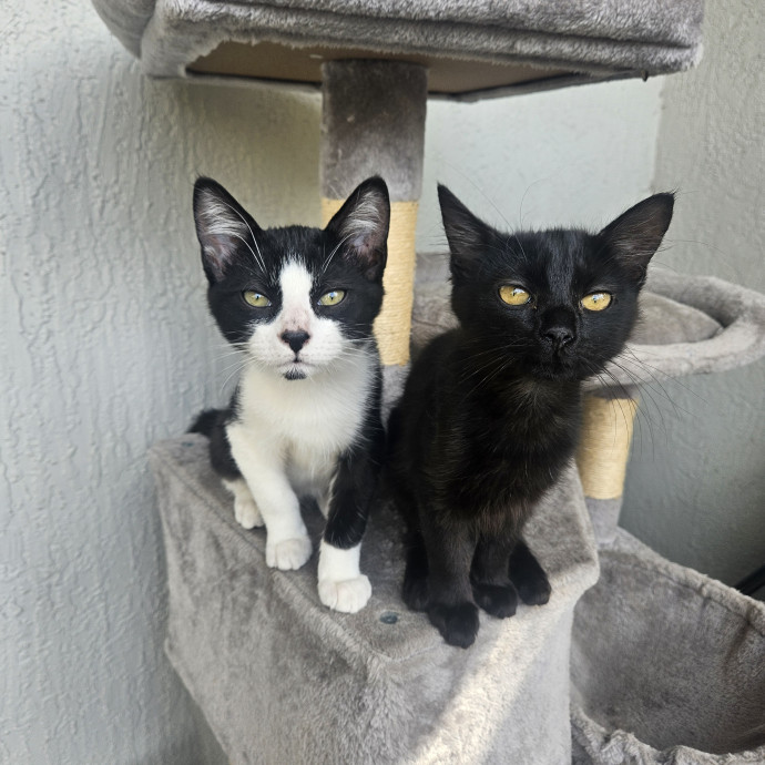 Purrfectly Ready To Cat Sit