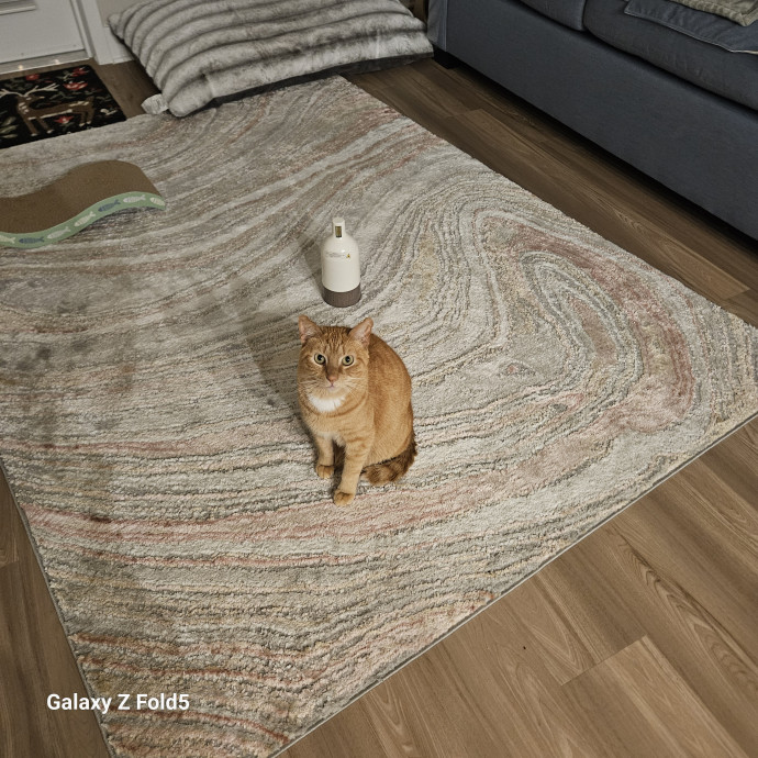 Purrfectly Ready To Cat Sit photo 3